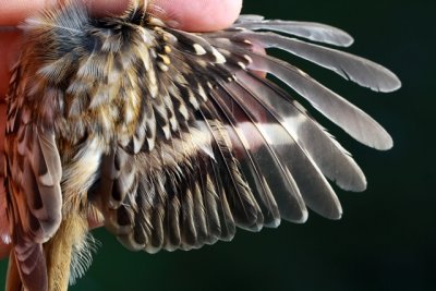 Common Treecreeper - Certhia familia - Agateador norteo - Raspinell pirinenc - Grimpereau des bois - Waldbaumlufer - Rammpichi