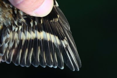 Common Treecreeper - Certhia familia - Agateador norteo - Raspinell pirinenc - Grimpereau des bois - Waldbaumlufer - Rammpichi