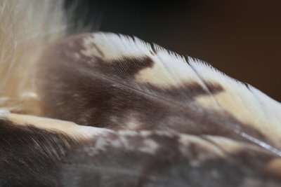 Long-eared Owl - Asio otus - Mussol Banyut - Buho chico - Hibou moyen-duc
