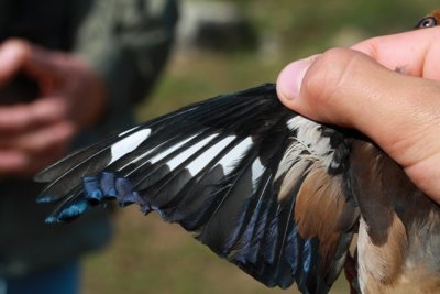 Hawfinch - Coccothraustes coccothraustes - Picogordo - Durbec - Grosbec casse-noyaux