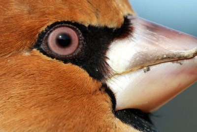 Hawfinch - Coccothraustes coccothraustes - Picogordo - Durbec - Grosbec casse-noyaux