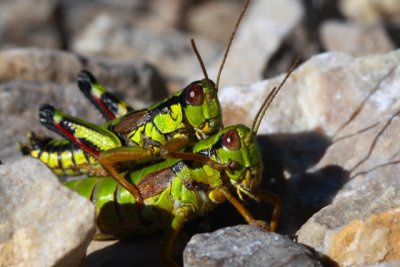 Grasshopers mating - Saltamontes apareandose - Saltamartins aparellant-se