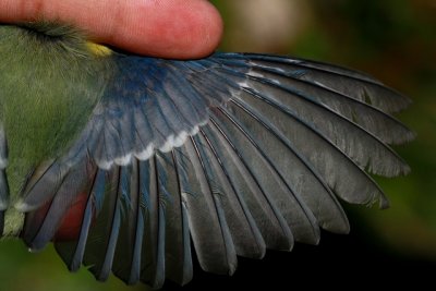 Blue Tit - Parus caeruleaus - Cyanistes caeruleus - Herrerillo Comn - Mallarenga Blava - Msange Bleue - Blaumeise - Cinciarell