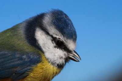 Blue Tit - Parus caeruleaus - Cyanistes caeruleus - Herrerillo Comn - Mallarenga Blava - Msange Bleue - Blaumeise - Cinciarell