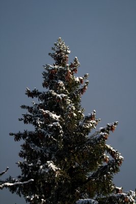 Snowy picea - Picea nevada