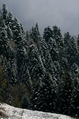 Snowy forest in Switzerland