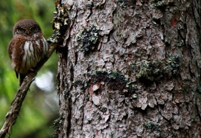 Pigmy Owl - Glaucidium passerinum - Mochuelo Chico o Boreal - Mussol menut - Chevchet d'Europe