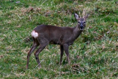 Roe deer - Capreolus capreolus - Corzo - Cabirol