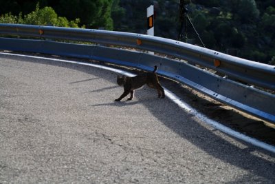 Crossing the road - Pardel Lynx or Iberian Lynx - Lynx pardinus - Lince Ibrico - Linx ibric
