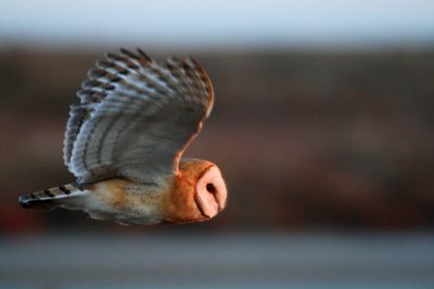 Barn Owl - Tyto alba possible gutata - Lechuza - Òliba