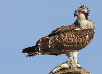 Osprey with its crest - Pandiona haliaetus - guila pescadora - guila peixatera