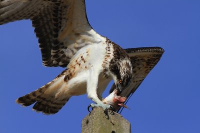 Osprey eating a fish - Pandiona haliaetus - Águila pescadora - Àguila peixatera