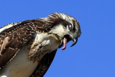 Osprey with a fish bone stock in it's throat - Pandiona haliaetus - Águila pescadora - Àguila peixatera