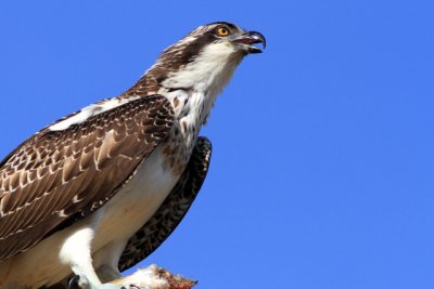 Osprey display - Pandiona haliaetus - Águila pescadora - Àguila peixatera