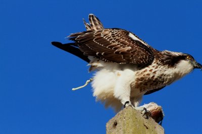Osprey shiting - don't look!! - Pandiona haliaetus - Águila pescadora - Àguila peixatera
