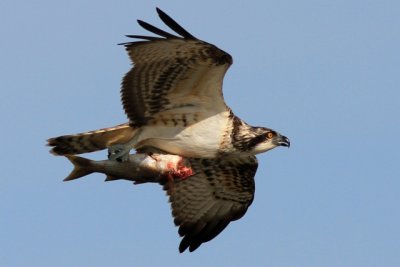 Osprey flying and carrying a fish - Pandiona haliaetus - Águila pescadora - Àguila peixatera