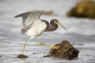 Gallery - Tricollored Heron - Hydranassa Tricolor