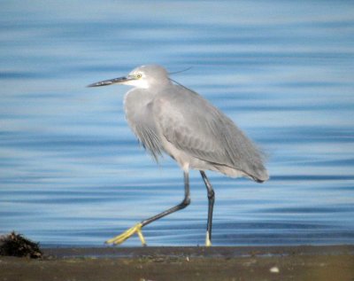 Hybrid Little Egret x Reef Egret - Egretta gularis x E. garcetta - Hbrido de Garceta comun x Garceta dimorfa - Martinet Esculls