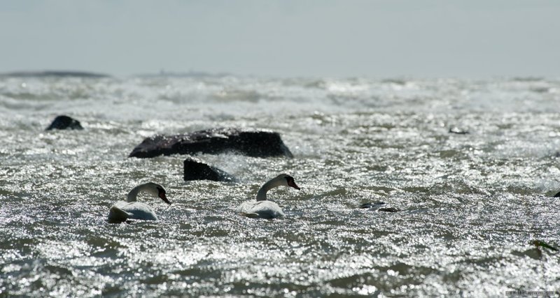 Swans, wind and rocks