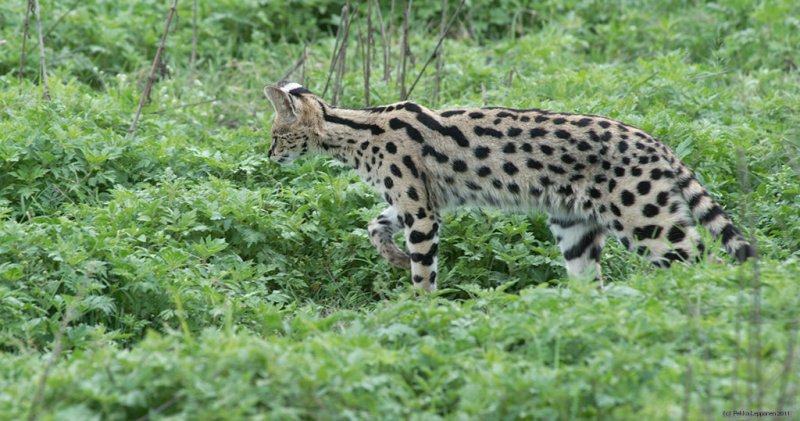 A serval