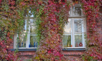 Autumn window
