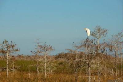 Bird, trees and sawgrass II