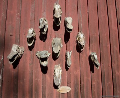 Pike heads
