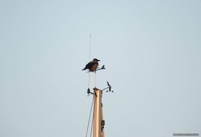 Crow on a windex