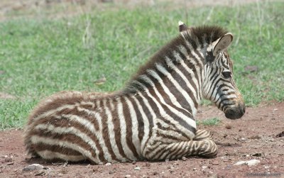A zebra foal