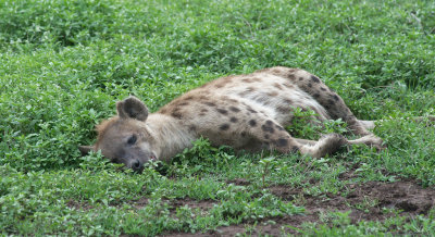 A sleepy hyena