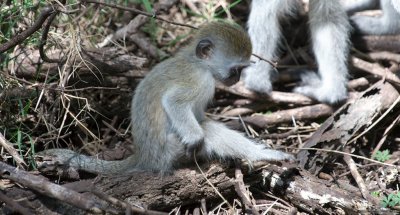 Baby vervet monkey