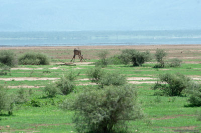 Drinking giraffe ...