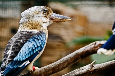 Blue winged kookaburra with Nikon D3