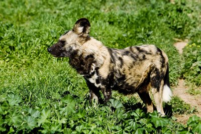 Africa Wild Dog with Nikon  D3