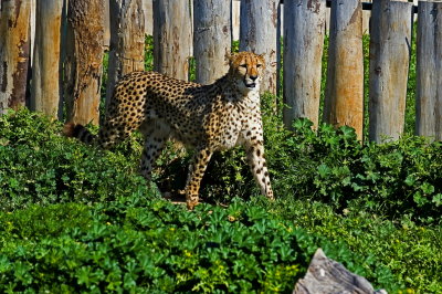 Cheetah with Nikon D3
