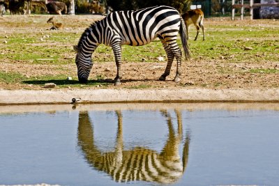 Zebra with Nikon D3