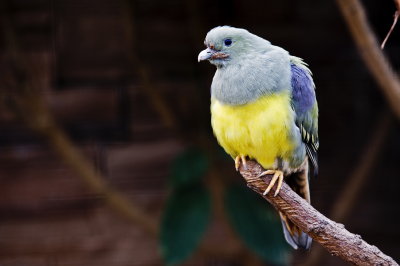 A bird with the Nikon D3