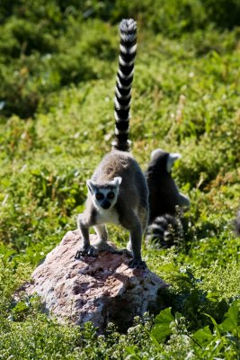 Ring Tailed Lemur with Nikon D3
