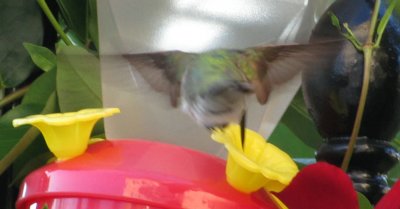 IMG_2821.JPG