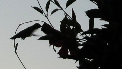 Evening Visitor