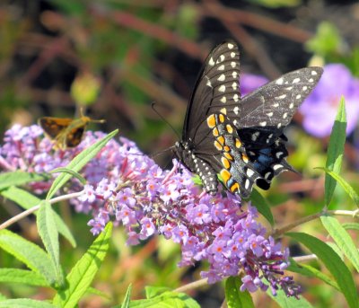 September butterfly