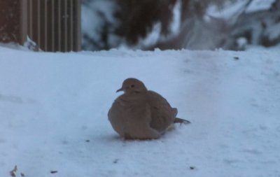 Winter's Eve