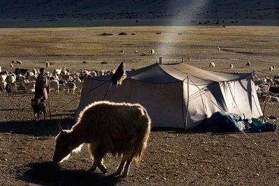 Changpa nomad camp on more plains