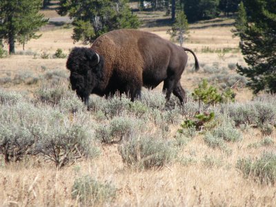 Yellowstone and Grand Teton September 2009