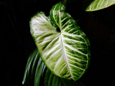 Green Leaf Closeup
