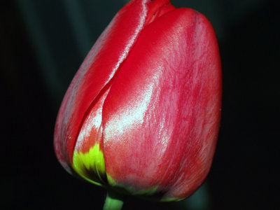 NikonD50-RedTulip