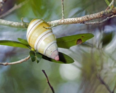 Everglades Tree Snail 1920 small.jpg
