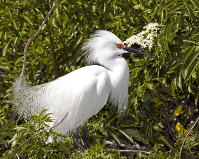 IMG_1604 Snowy Egret2.jpg