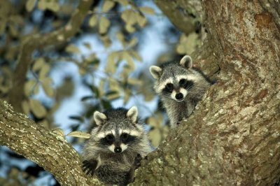 Young Racoons small.jpg