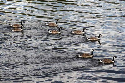 Canada Geese are Not Appreciated by the Locals